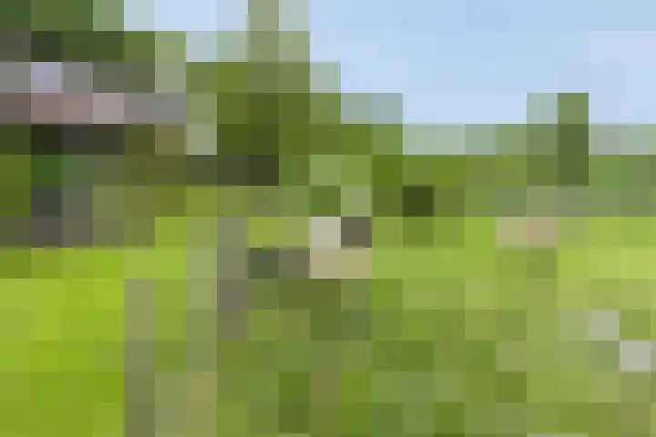 Achterdijk 51 Zevenbergen thumbnail 31