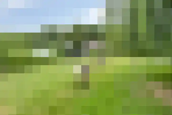 Achterdijk 51 Zevenbergen thumbnail 33