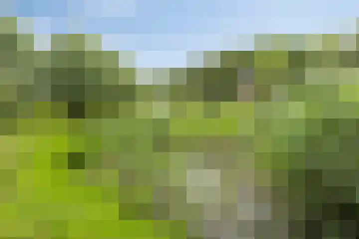 Achterdijk 51 Zevenbergen thumbnail 38