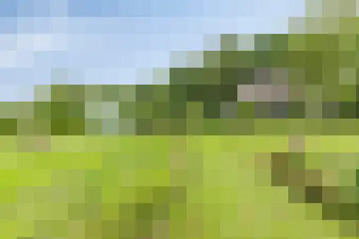 Achterdijk 51 Zevenbergen thumbnail 42