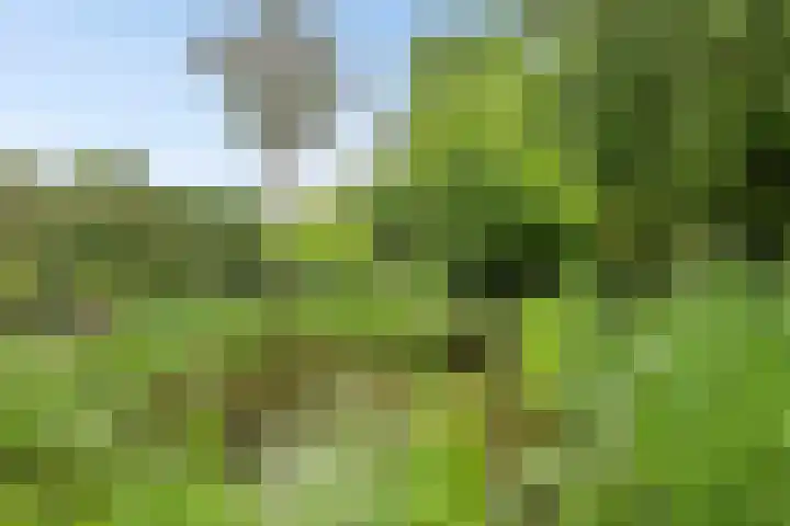Achterdorp 39 Kesteren thumbnail 63