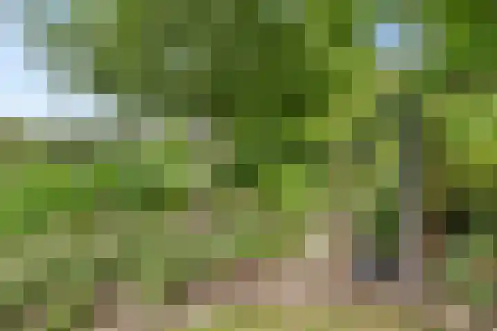Achterdorp 39 Kesteren thumbnail 65
