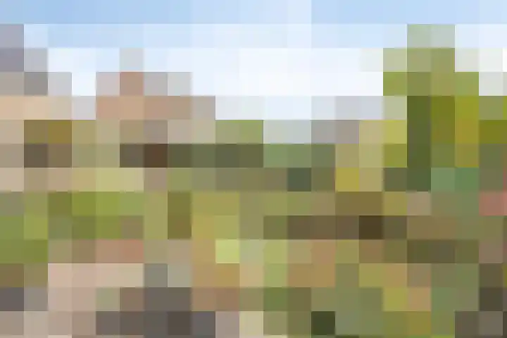 Achterhoeksestraat 7 Rucphen thumbnail 38