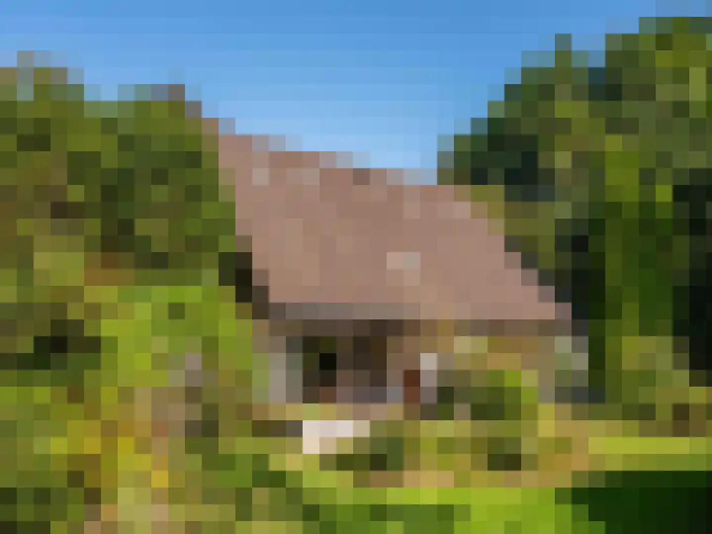 Achterpad 1 a Schoorl thumbnail 4