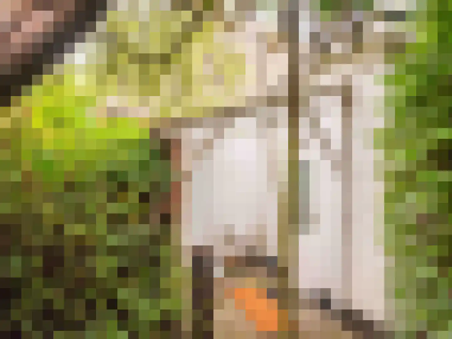 Achterpad 1 a Schoorl thumbnail 47
