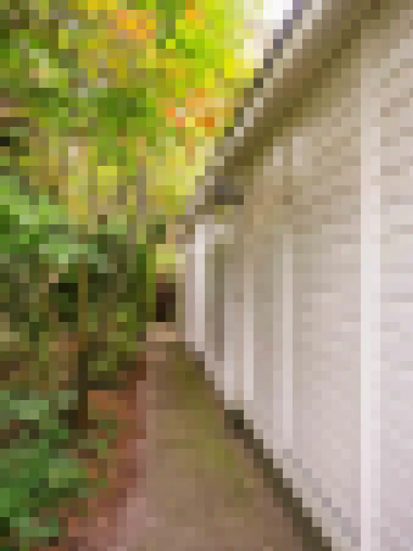 Achterpad 1 a Schoorl thumbnail 48