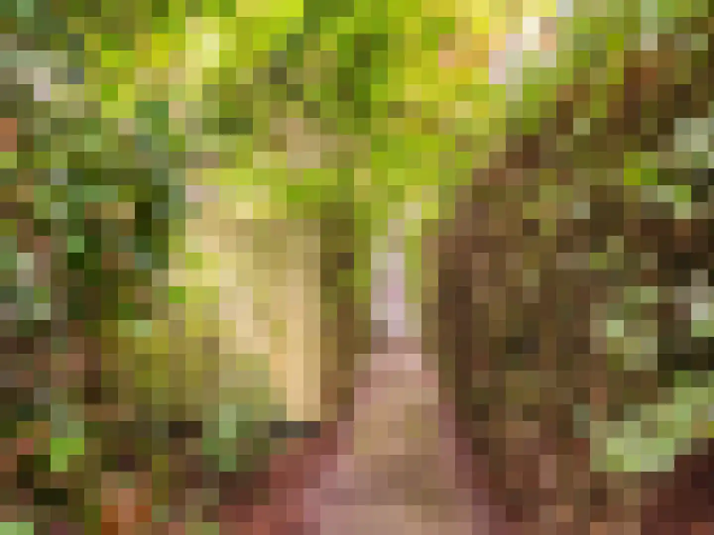 Achterpad 1 a Schoorl thumbnail 49