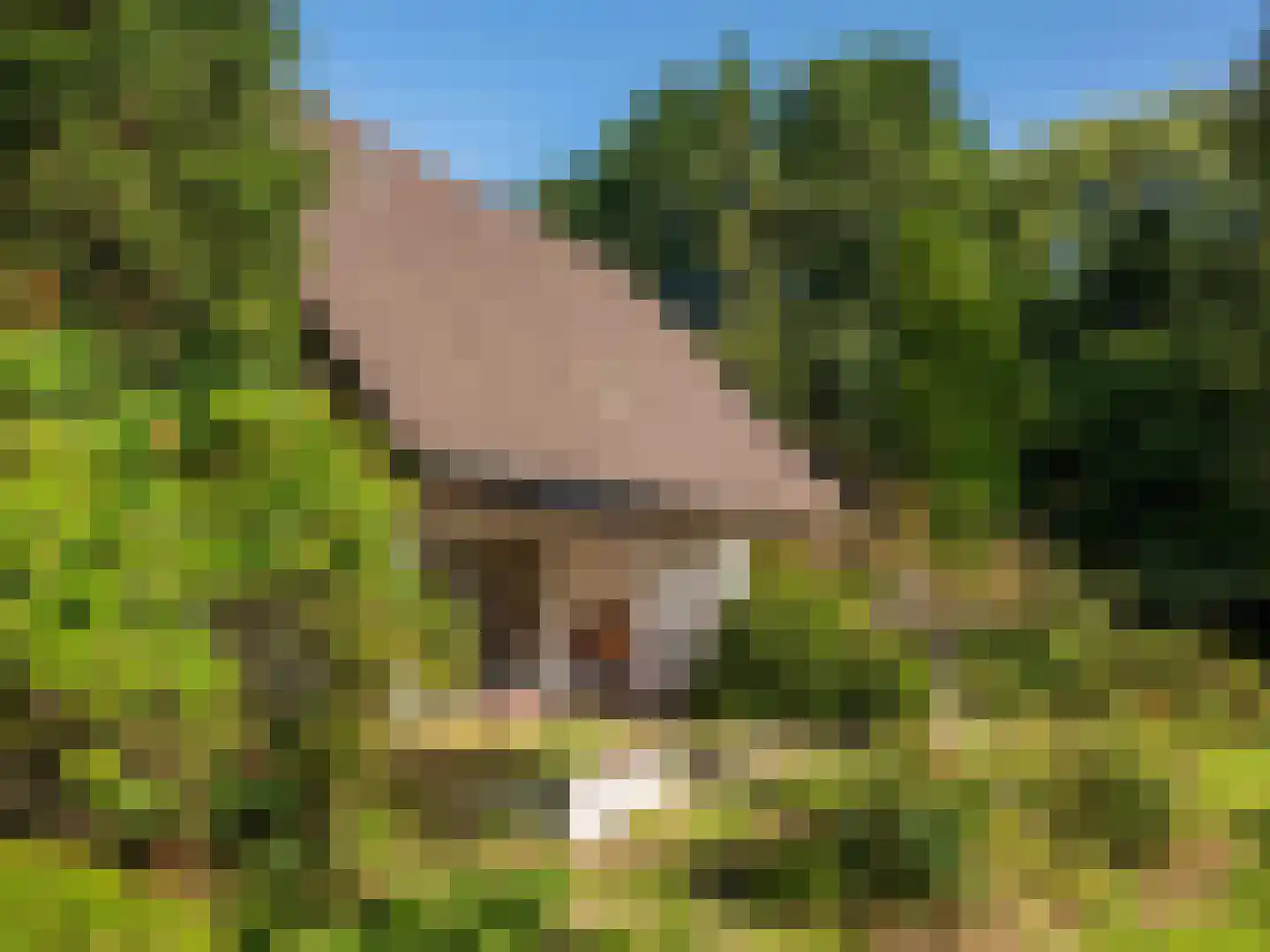 Achterpad 1 a Schoorl thumbnail 50