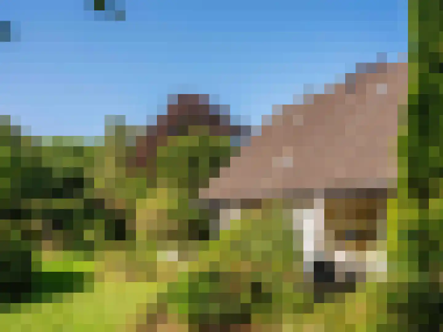 Achterpad 1 a Schoorl thumbnail 51