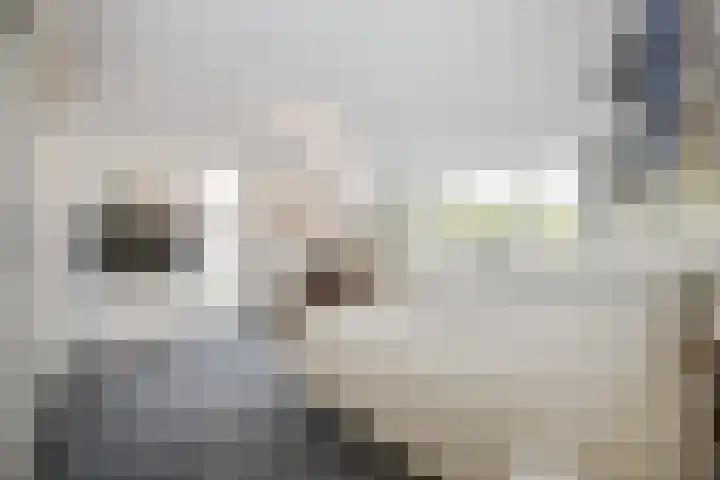Achterpoelen 1 Warmond thumbnail 27