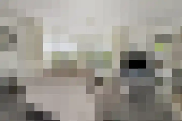Achterschouffert 53 Eygelshoven thumbnail 5