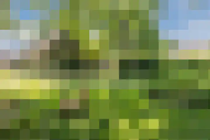Achterste Erm 2 Erm foto 2