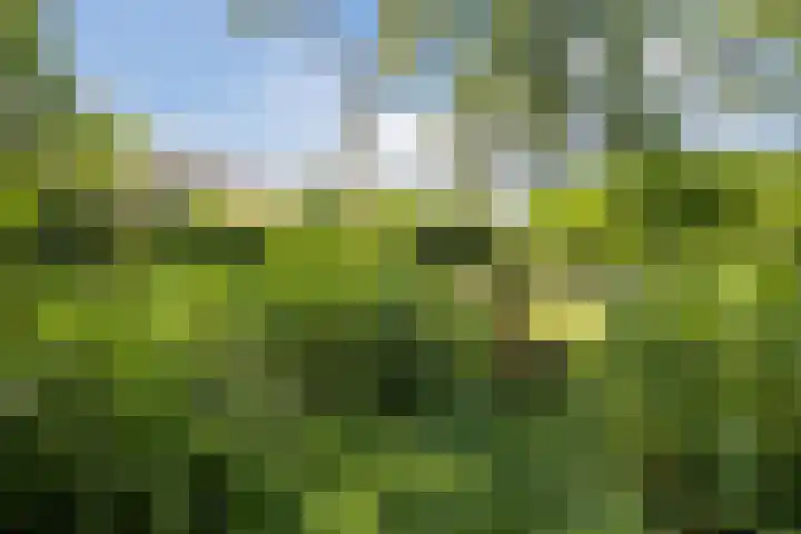 Achterste Erm 2 Erm thumbnail 73