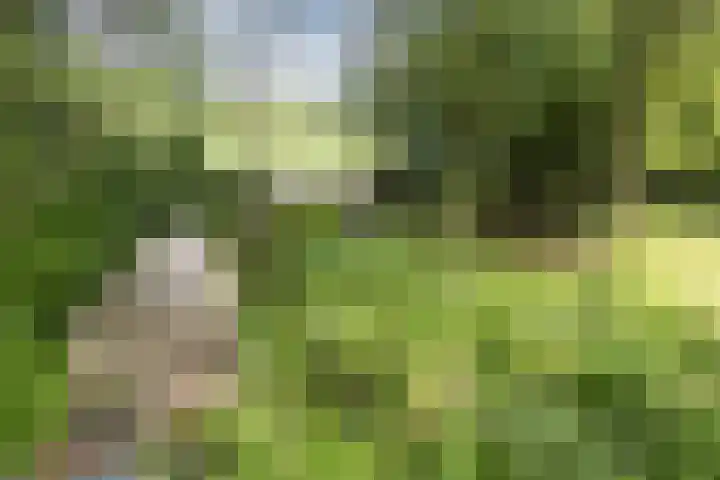 Achterste Erm 2 Erm thumbnail 74