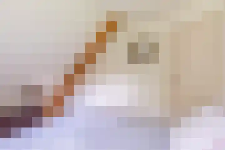 Achterste Hoeve 2 Kaatsheuvel thumbnail 27