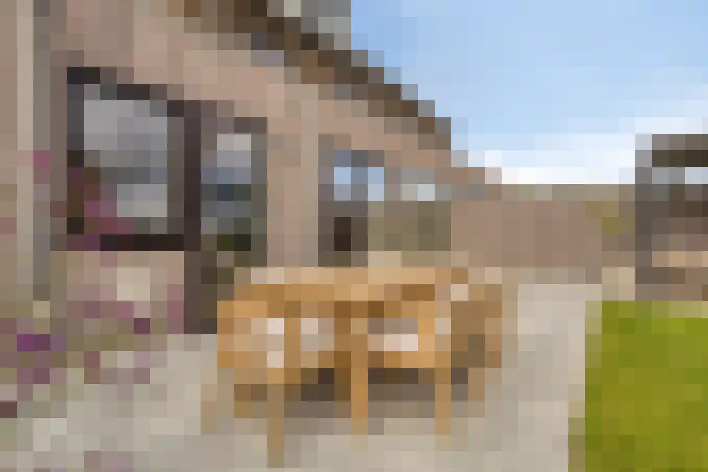 Achterste Schotte 3 Best thumbnail 39