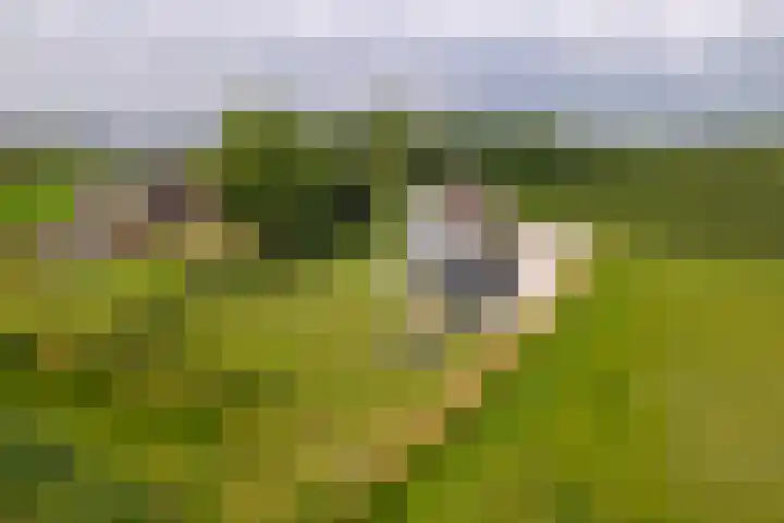 Achterstraat 24 b Varik thumbnail 43