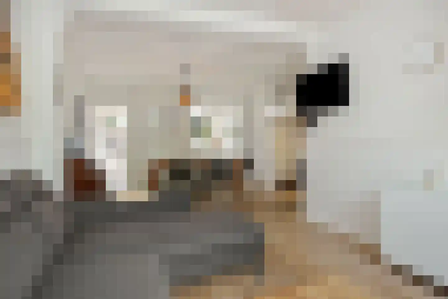 Achterstraat 3 's-Hertogenbosch thumbnail 7