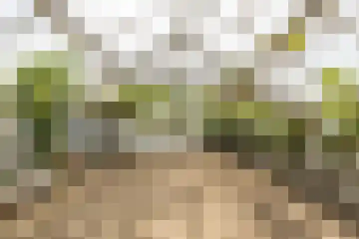 Achterstrypseweg 23 Rockanje thumbnail 37