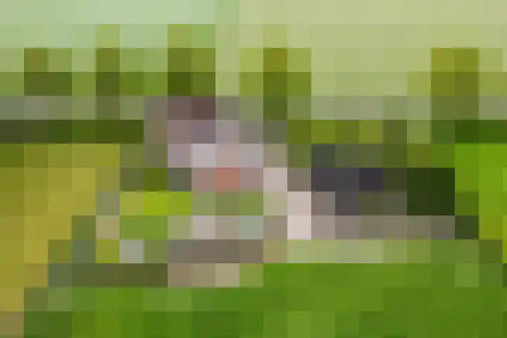 Achterweg 6 Zevenhoven thumbnail 62