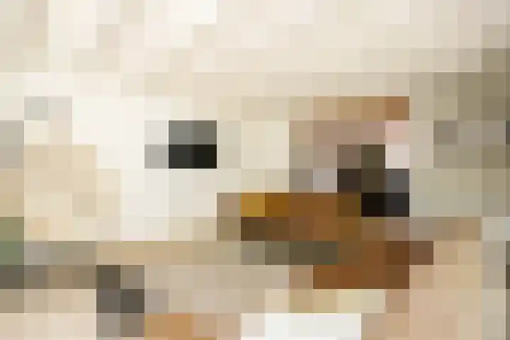 Achterweg 63 Ammerstol thumbnail 17