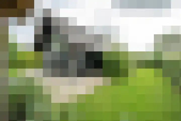 Achterweg 77 Acquoy thumbnail 94