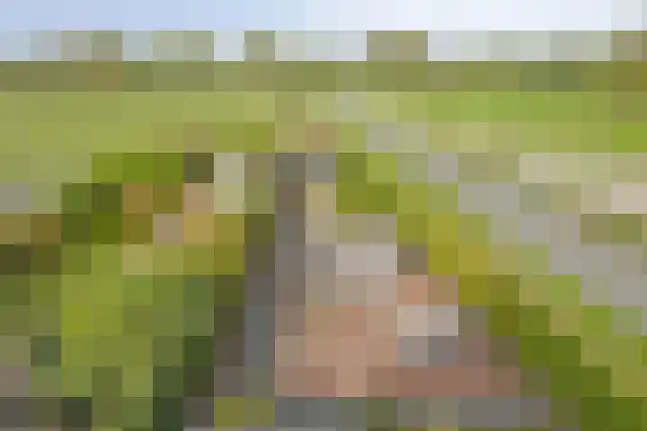 Achterweg 80 Hekelingen thumbnail 69
