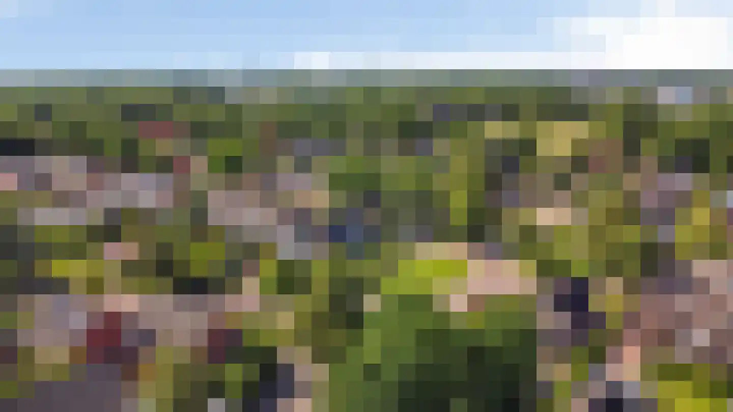 Achterwei 12 Sumar thumbnail 91