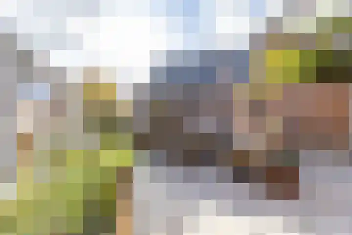 Achterwei 2 Sumar thumbnail 55