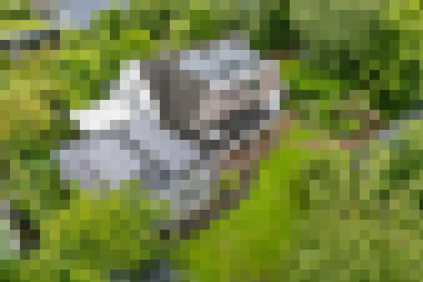 Achterwei 23 Damwâld thumbnail 47