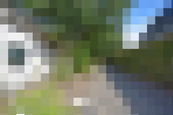Achterwei 50 Feanwâlden thumbnail 6