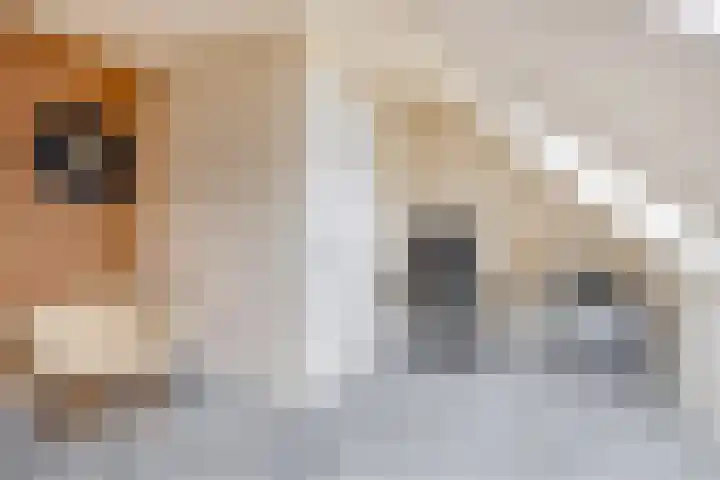 Achterzoom 32 Moerkapelle thumbnail 26