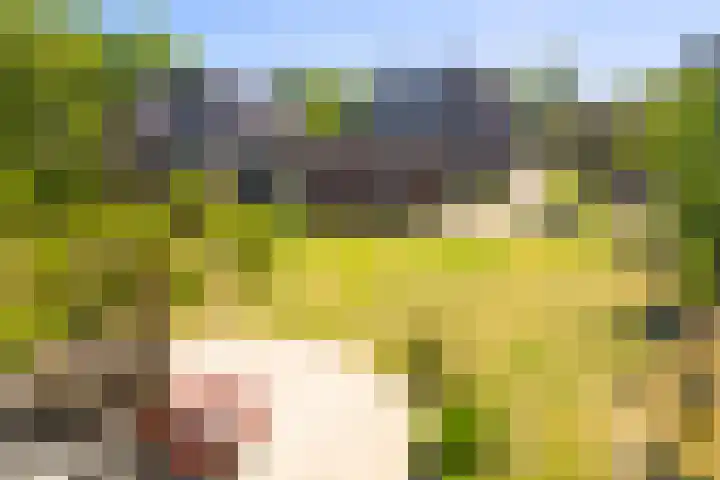 Achtmaalseweg 54 Zundert thumbnail 45