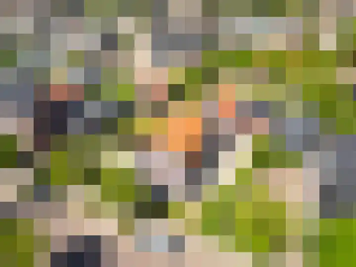Achtmaalseweg 54 Zundert thumbnail 47