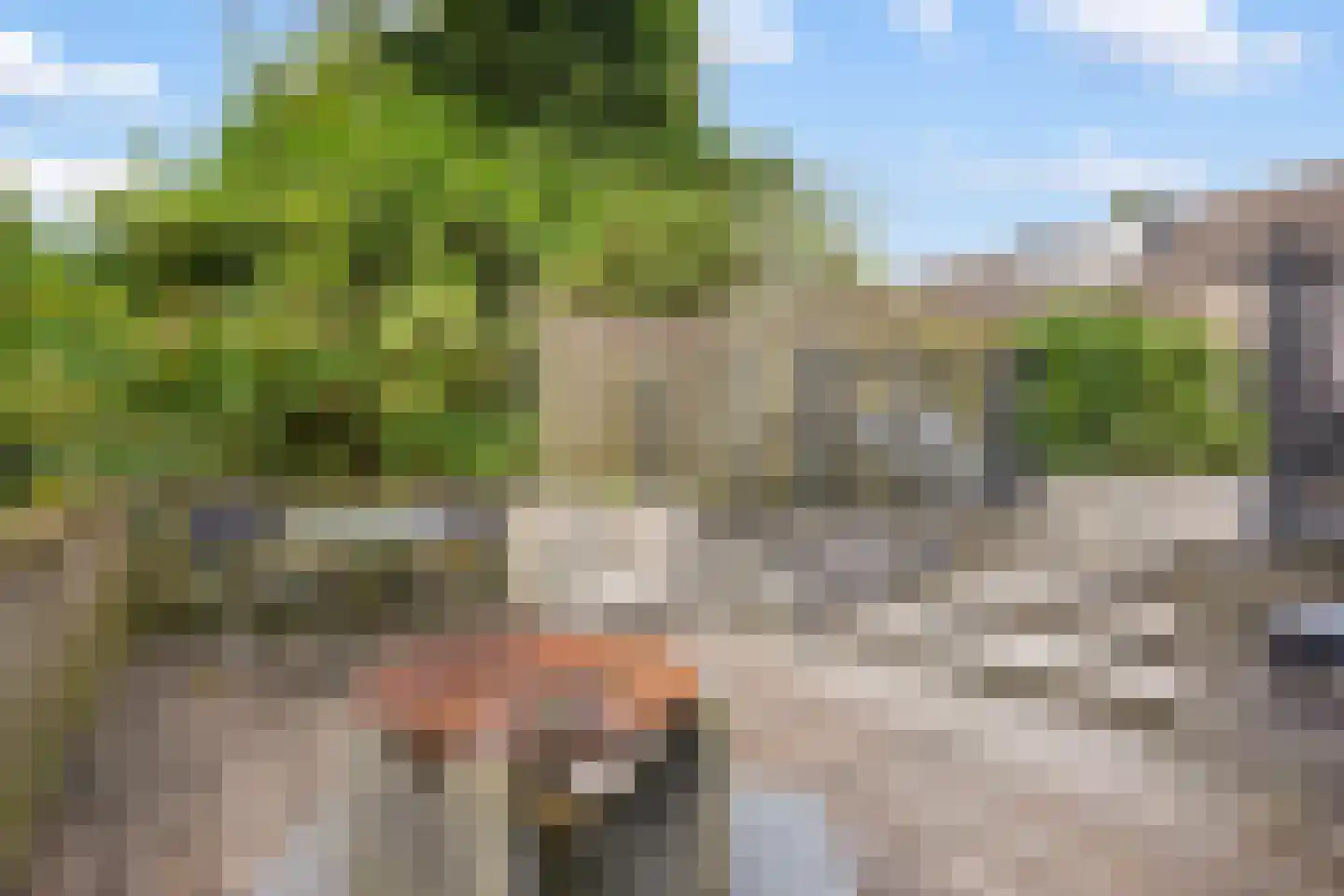 Achtste Reit 19 's-Hertogenbosch thumbnail 20