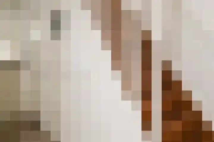 Ackersdijckstraat 2 's-Hertogenbosch thumbnail 10
