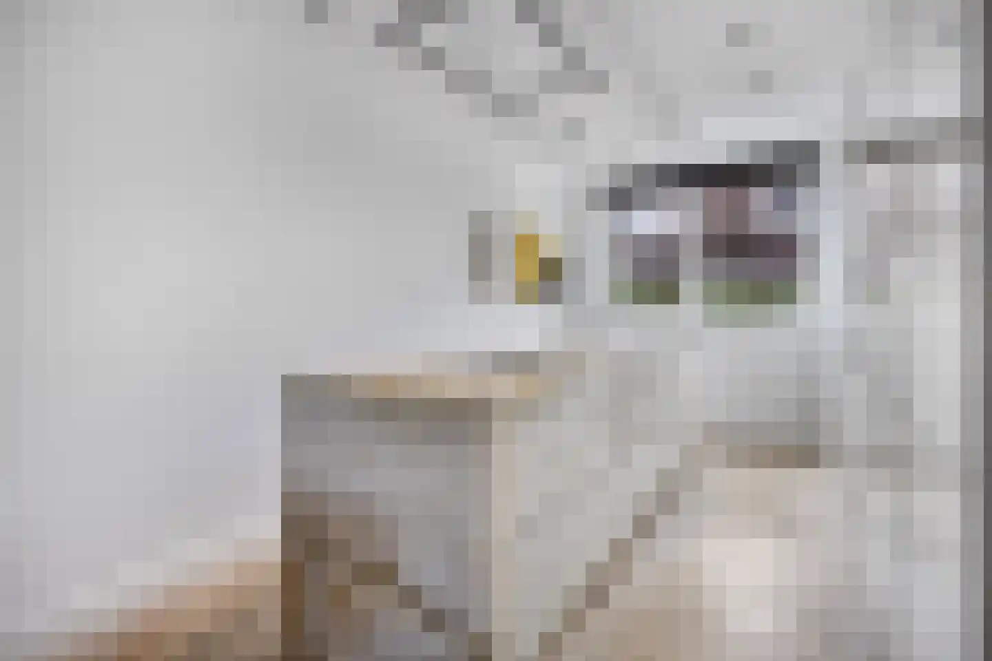 Adama van Scheltemalaan 3 Blaricum thumbnail 16