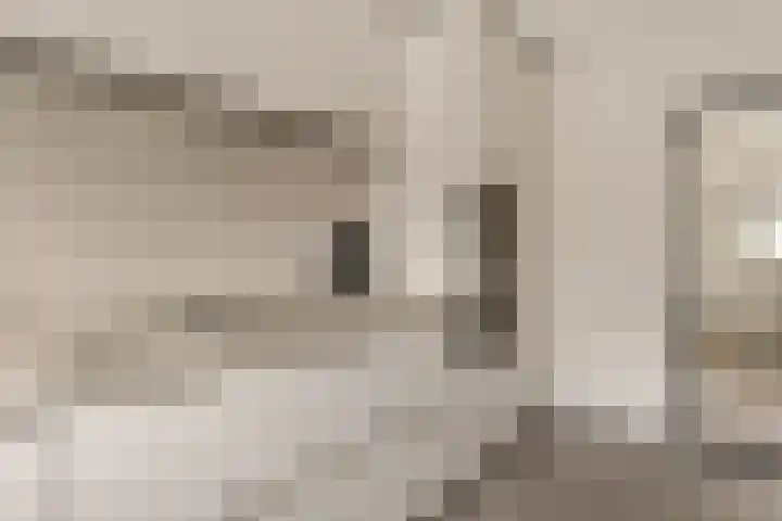 Adelaar 24 Oss thumbnail 20