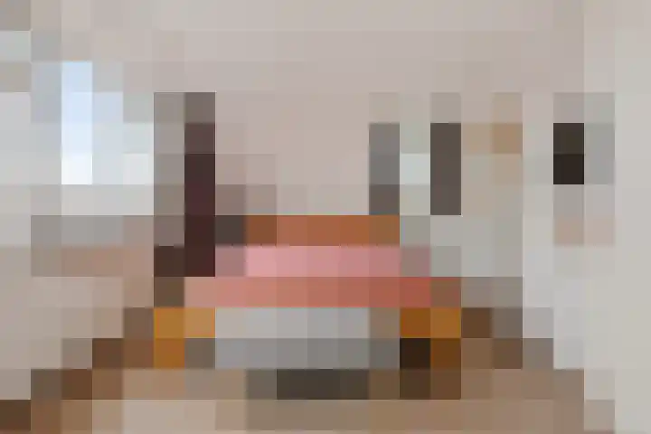 Adelaar 24 Oss thumbnail 27