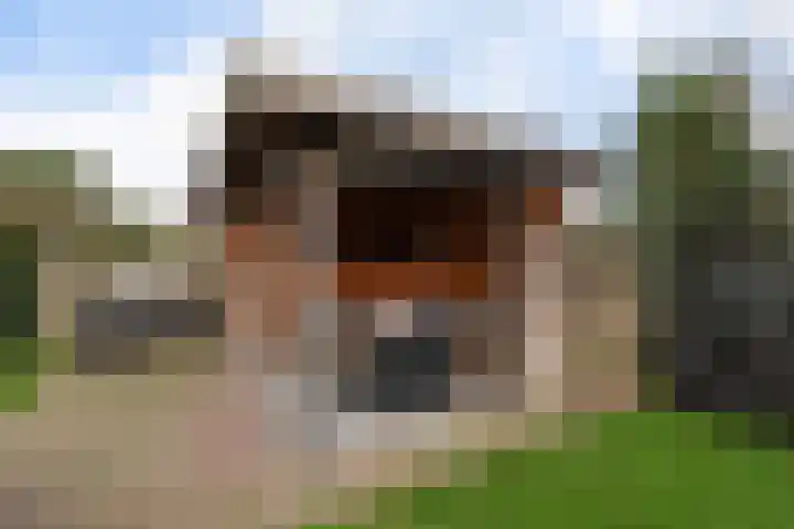 Adelaar 24 Oss thumbnail 46