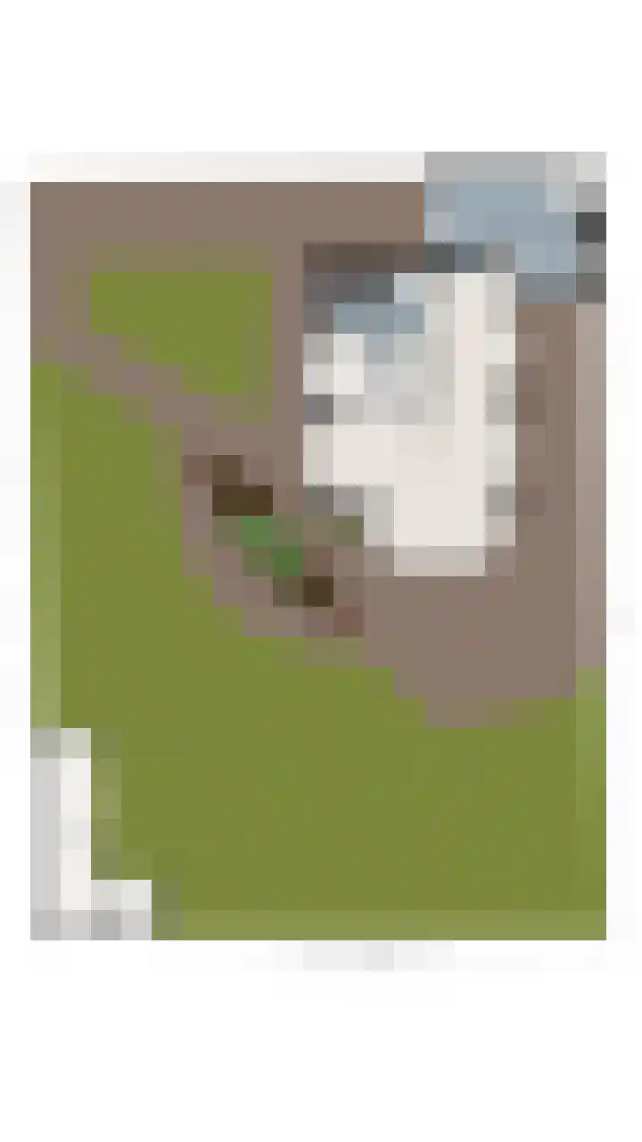 Adelaar 24 Oss thumbnail 50