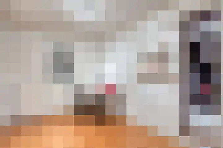 Adelaar 51 Oss thumbnail 31