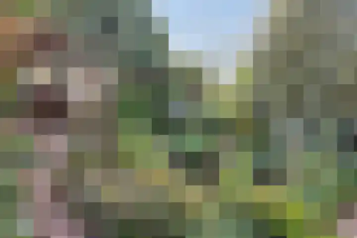 Adelaar 51 Oss thumbnail 38