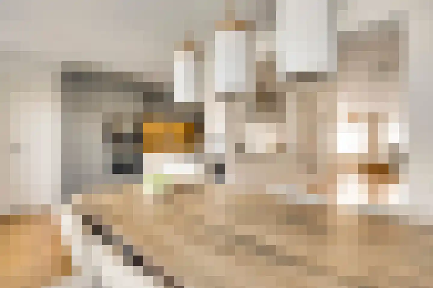 Adelaarshorst 54 Roermond thumbnail 16