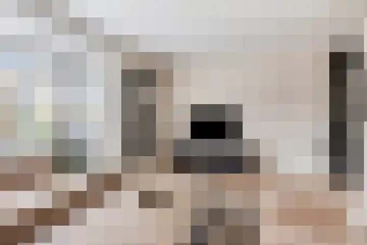 Adelaarsvaren 47 Bergschenhoek thumbnail 12