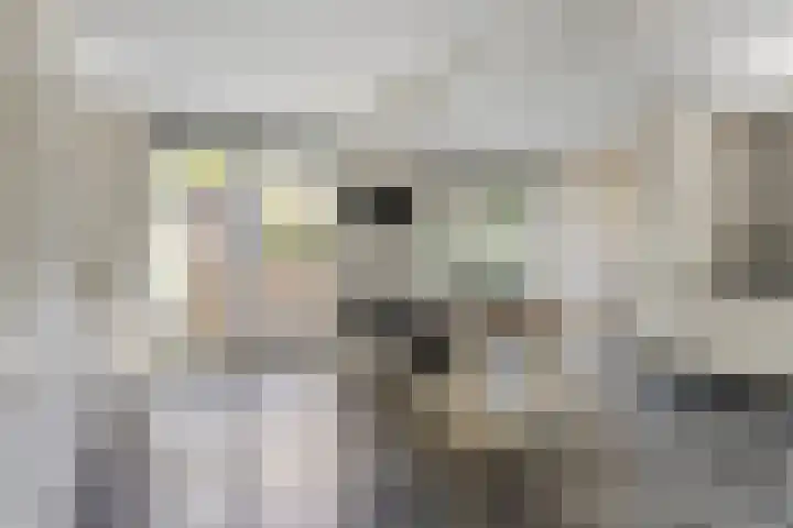 Adelaarsvaren 47 Bergschenhoek thumbnail 15