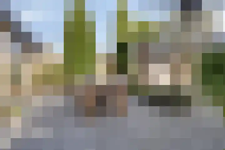 Adelaarsvaren 47 Bergschenhoek thumbnail 27