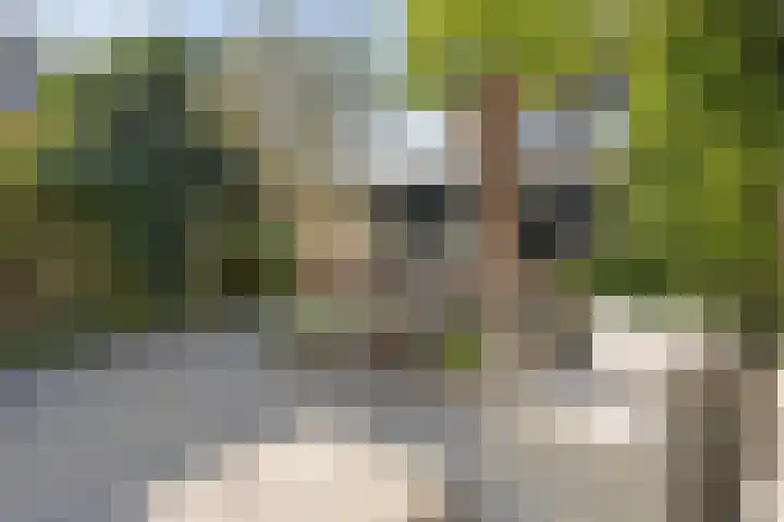Adelaarsvaren 47 Bergschenhoek thumbnail 31