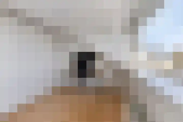 Adelaarsvaren 47 Bergschenhoek thumbnail 47