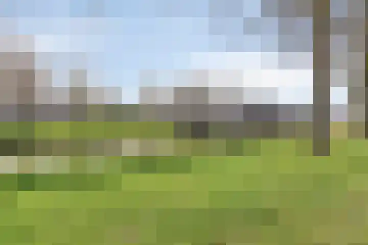 Adelaarsvaren 47 Bergschenhoek thumbnail 50